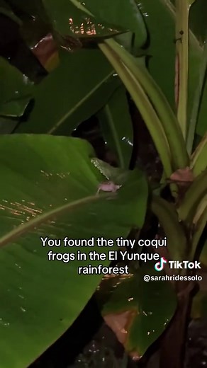 Exploring Puerto Rico's Coqui Frogs in El Yunque