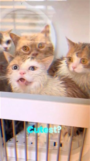 They look like wet gremlins! #viralvideo #respect