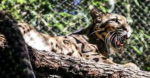 Clouded leopard who escaped at Dallas Zoo is found after enclosure was cut, police say