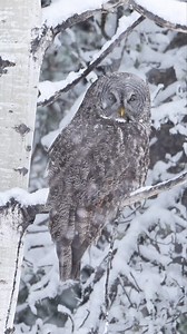 2K views · 998 reactions | Ah spring time in Canada. Time for the 5th winter in April. Usually get 6 but have to wait till May for that. 浪 #dontliketheweatherwait5minutes #greatgreyowl #sonyalpha #owl #wintersback . . . . . . #Strixnebulosa #greatgrayowl #wildlife #wildlifephotography #kenandersonphotography | Ken Anderson Photography | Facebook