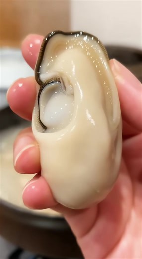 特大サイズの広島産牡蠣は、美味しくて種類も豊富！牡蠣の色々な楽しみ方をぜひお試しください！#牡蠣 #特大牡蠣 #美味しい