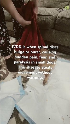 IVDD Explained: The Hidden Condition Stealing Mobility From Small Dogs #ivdd #dog