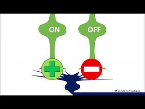Electrophysiology of retinal cells : bipolar cells