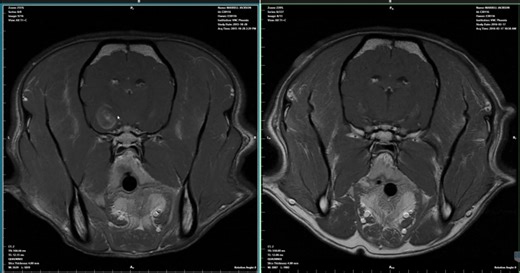 Case Study: Treating Glial Brain Tumors with Stereotactic Radiosurgery (SRS) | PetCure Oncology