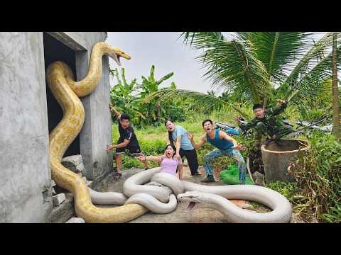 Expert Bravely Captures Giant White Python