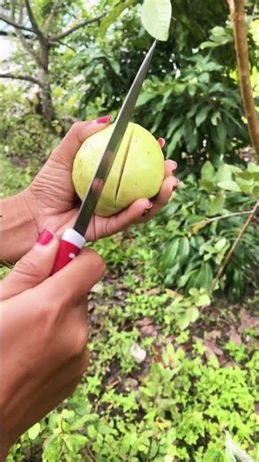 Jambu Kristal putih #viralvideo