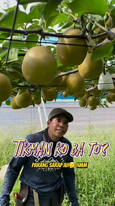 5.3K reactions · 100 shares | New types of PEAR  #fypシ゚ #fyp...