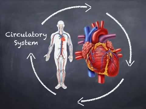 An Introduction to the Human Body Systems for 7th gr