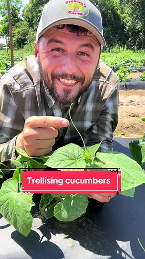 Trellising Cucumbers for Better Growth and Harvest