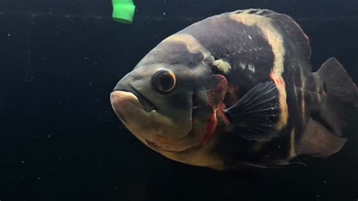 GROWING MONSTERS | ☠️🥶 . . . . . . . #monsterfishkeepers #fishtank #réel #viral #explorer | Instagram