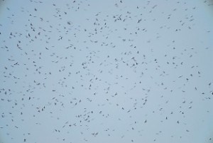 Smith Point Hawk Watch | Gulf Coast Bird Observatory