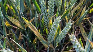 Wheat’s Defenses Breached: New Strain of Yellow Rust Overcomes Key Resistance Gene Across Europe - BGRI - Borlaug Global Rust Initiative