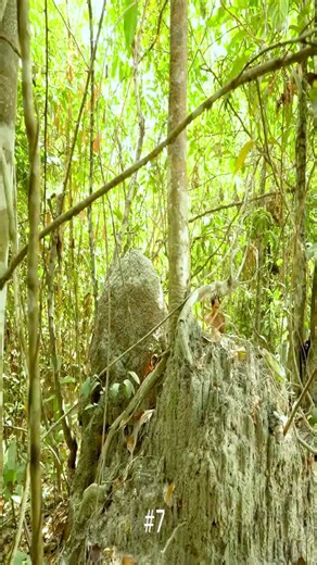 Explore the astonishing craftsmanship of a house and a pool, both meticulously built by hand