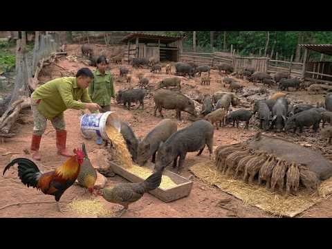 Sows need plenty of food to produce enough milk after giving birth.