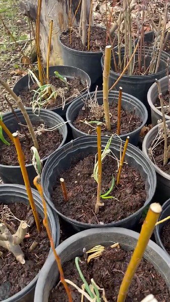 Permaculture Basics Your Plants Can Help Each Other! Set It Up From The Start!