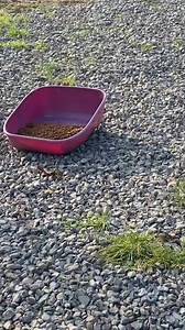 3.5K views · 245 reactions | In diretta  | Oasi dei mici felici onlus | Facebook