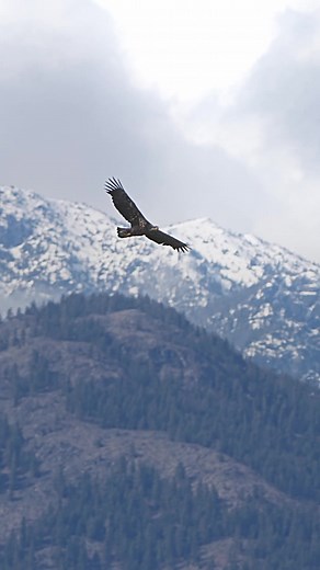 Majestic Eagle in Flight: A Spectacular Sight to Behold!