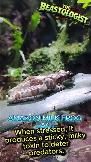 Meet the Amazing Amazon Milk Frog 🌿✨ #frogtok #frogcore #frogfacts