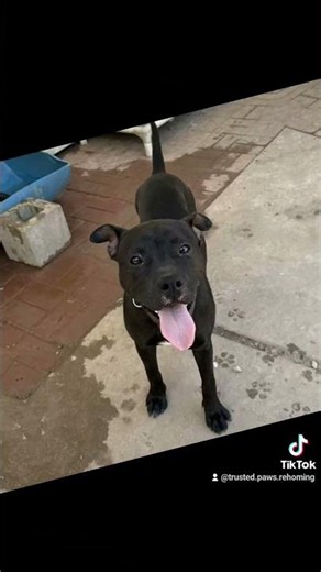Who is keeping this gentle 2yo blockhead from filling a home with pure joy, and why have...?🇺🇸🇨🇦🇬🇧👇​