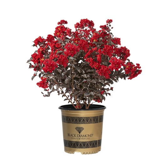 Black Diamond Blooms Best Red Crape Myrtle Live Shrub in 2.25-Gallon Grower Pot