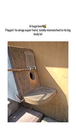 ReelSpark on Instagram: "- This viral video captures a bumblebee (likely Bombus terrestris) emerging from a wooden nest and laboriously attempting takeoff, its fuzzy body wobbling as small wings buzz at 200 beats per second, drawing 93,000+ views for its endearing clumsiness. - Shared by , a Japanese account curating “healing” animal content, the post’s caption humorously notes the wings’ mismatch to the body, sparking 20 replies praising its manga-like cuteness and surprising effort. - The scen