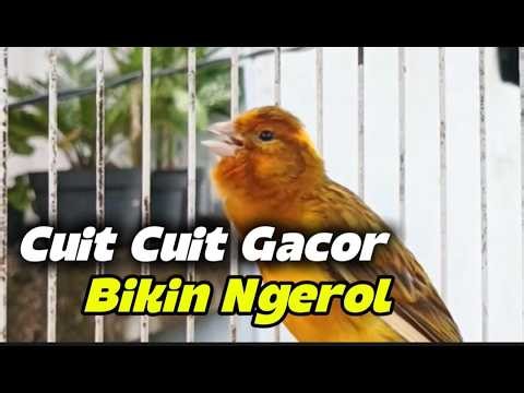 Best Canary Singing Live 🎶 Crystal Clear Audio for Training