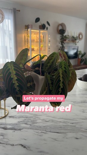 Laura pigeon on TikTok