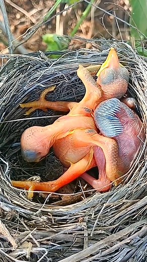 743K views · 3.8K reactions | P#903 | Review mother bird feeding her chicks in the nest | the babies bird are adorable! | Parent birds brings food to feed their babies #birdwatching #birdlovers #birdsofinstagram #birdphotography #birds #birdlife #reviewbirdnest #birdlife #motherbird | Luck16 | Facebook