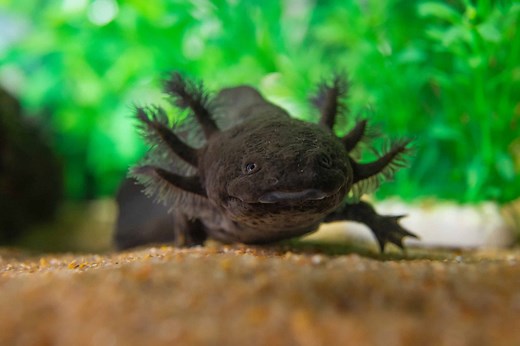 The Amazing World of Axolotls and Why They Are Endangered