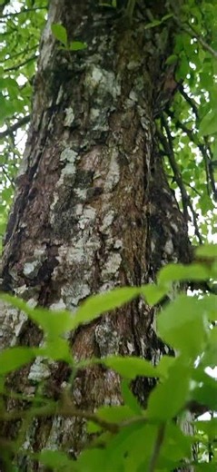 Cinematic Jungle tree view bottom to up Wildlife & Tree Textures #4k #usa