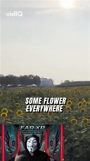 You won't believe how HUGE this sunflower farm is!