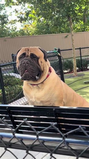 I’ll take it 🤪 #bullmastiff #fypage #viralllllll #bigdogsoftiktok #blowthisup #mastiff #loveyou #bighead