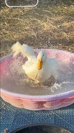 The Cutest Pekin Duck Makes A Big Splash