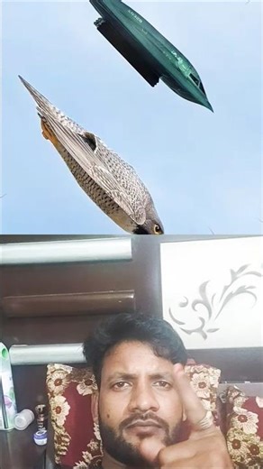 Cat vs WORLDS Fastest Diving Speed Peregrine falcon ! Who Is The Best ? #falcon​ Stoop Tecnic #viral