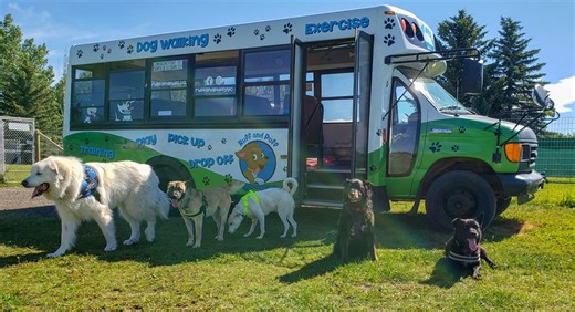 There Is a Real-Life School Bus Just for Dogs, and the Photos Are Adorable