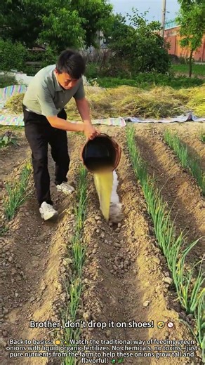 Feeding Onions Natural Fertilizer: Pure Organic! 🧅✨