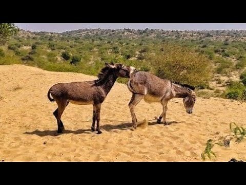 Desert Donkeys Like Never Seen Before: Incredible Footage!"