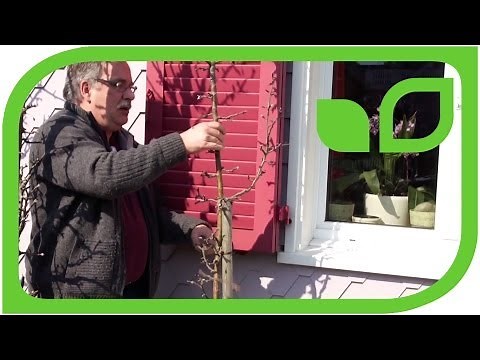 How to prune a Malini columnar apple tree