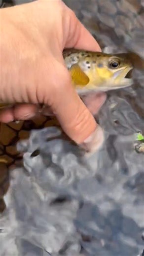 14 reactions | Dry fly fishing using an Arnot’s new age caddis size 14 from @Fulling_Mill My rod for this outing was a 9’ 4wt sky G from @Douglas Fly Fishing and my reel is a 4/5wt San Miguel from Ross reels. #dryflyfishing #risingtrout #troutfly #dryfly #wildbrowntrout | Trout Fishing | Facebook