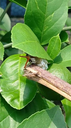I Found a REAL ALIEN BUG in My Yard... WTF Is This Thing?! 😱