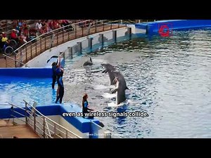 Dynamic Engineers — What Do Signal Filters Do? Crystal vs SAW Filters Explained