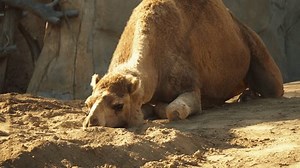 Camel Resting Zoo Close Stock Footage Video (100% Royalty-free) 3528215235 | Shutterstock