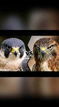 Falcons vs. Hawks: What's the Difference? (A Bird's Eye View!)