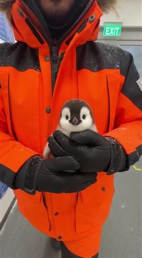 Found a baby penguin… had to rescue it 🐧 #shortfeed #viral #shorts