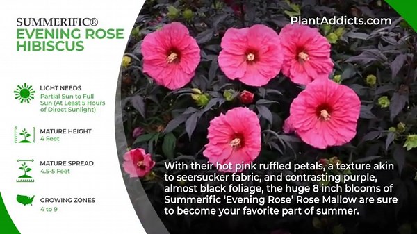 🌺 The Best Tall Perennials For Every Growing Zone Picked By The Experts 🌿