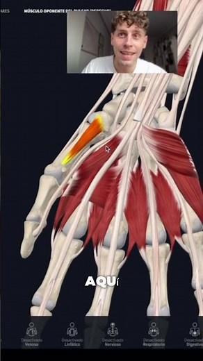 LEARN ABOUT THE MUSCLES IN THE PALM OF YOUR HAND (EASY AND VISUAL)