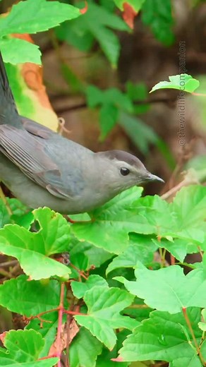 Gray catbirds transition from insects to berries in fall . These nutrient-packed fruits provide the energy boost they need for migration. #birds #birdbehavior #fallmigration #wildlifephotography | thewildlifecompanion