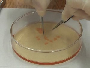 Simple and Efficient Technique for the Preparation of Testicular Cell Suspensions