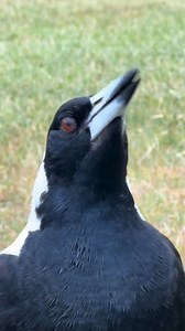 An Australian Anthem🤣 📷: @feather_hearts_ #travelaustralia #australia #aussielife #aussielifestyle #onlyinaustralia #straya #nature #adventure #travel #strayamate #magpie #aussiebirds #birdlife | Aussie Life