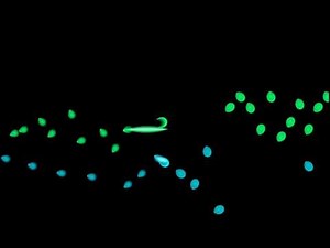 Bach, Prelude and Fugue in F-sharp major, WTC I, BWV 858